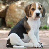 Watson, the Beagle puppy