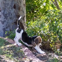 Watson, Beagle puppy