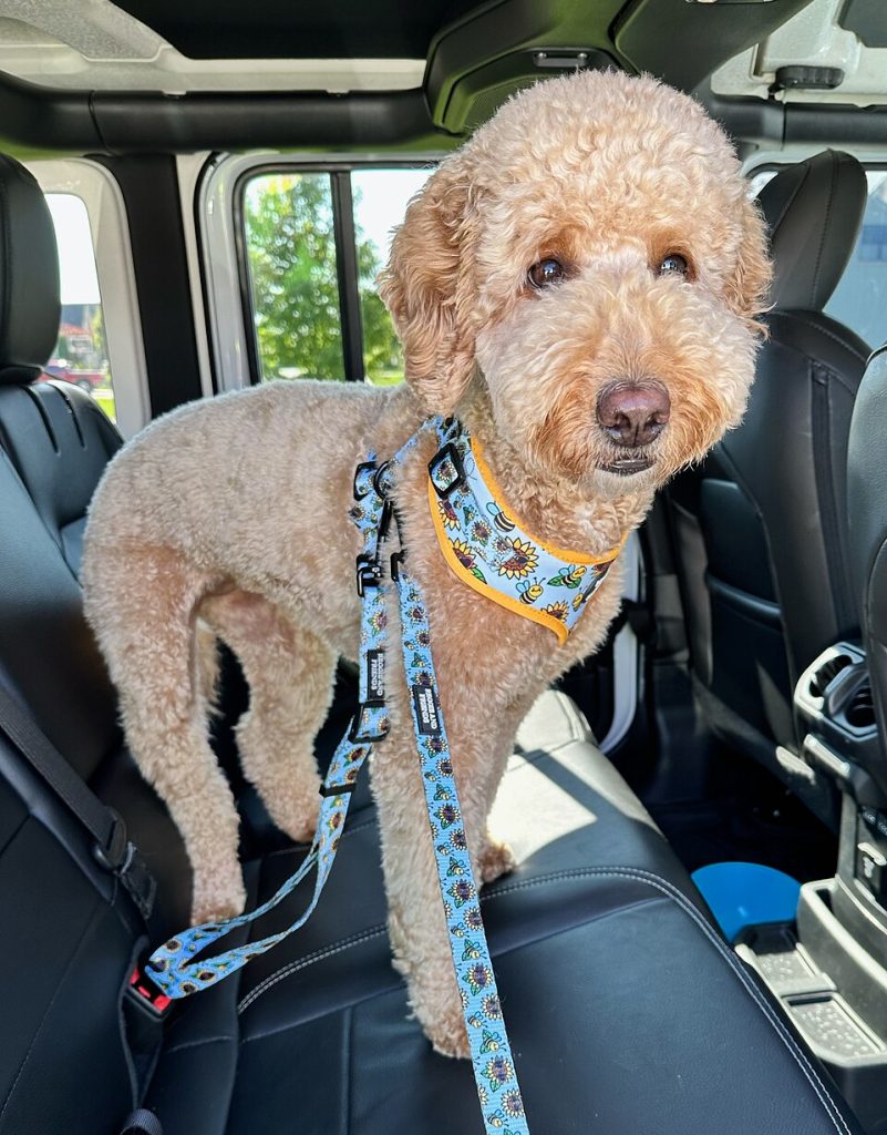Curly-coated dog standing on the back seat of a car.