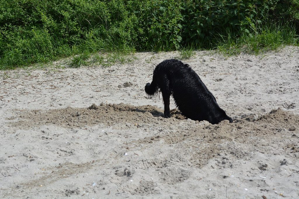 Black flat-coated retriever digging a hole in the sand on a beach.