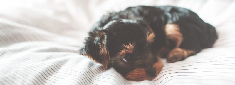 Puppy on bed