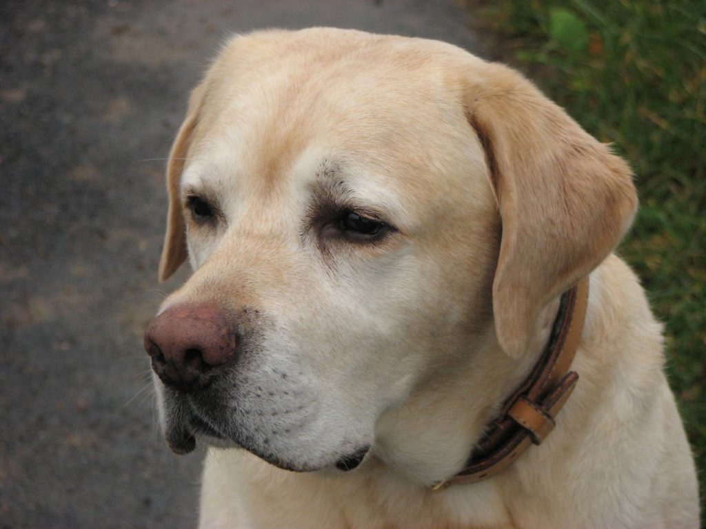 Yellow Labrador Retriever wearing a brown collar outdoors.