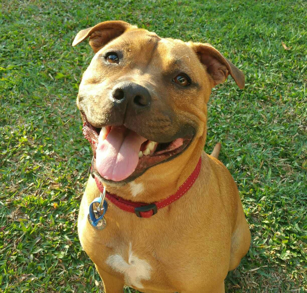 7 Amazing Signs That Show Your Staffy Has You Trained