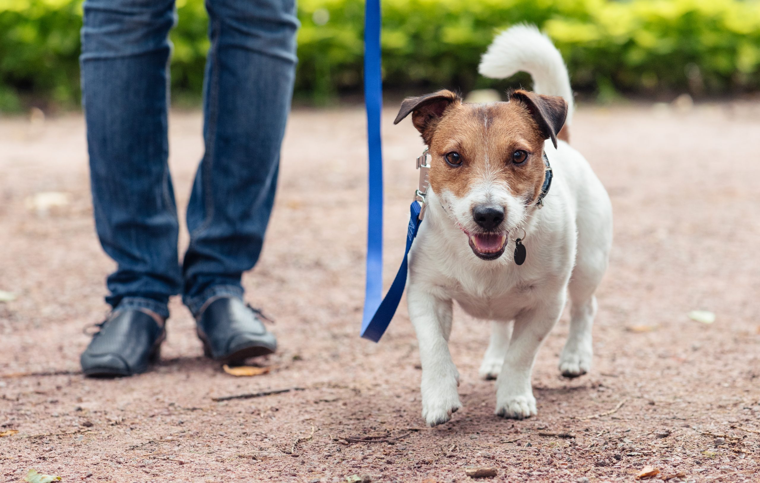 Dog training loose lead walking