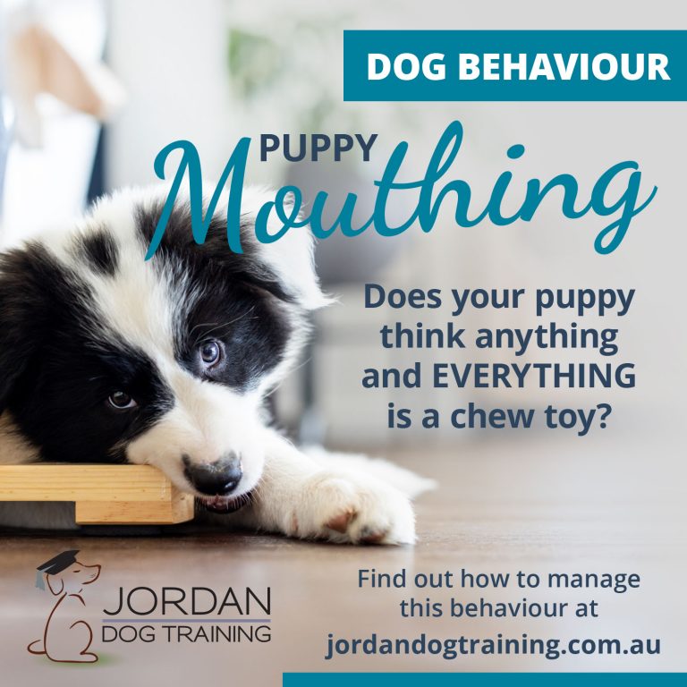 02845---FB-Graphics---Puppy-Mouthing-A