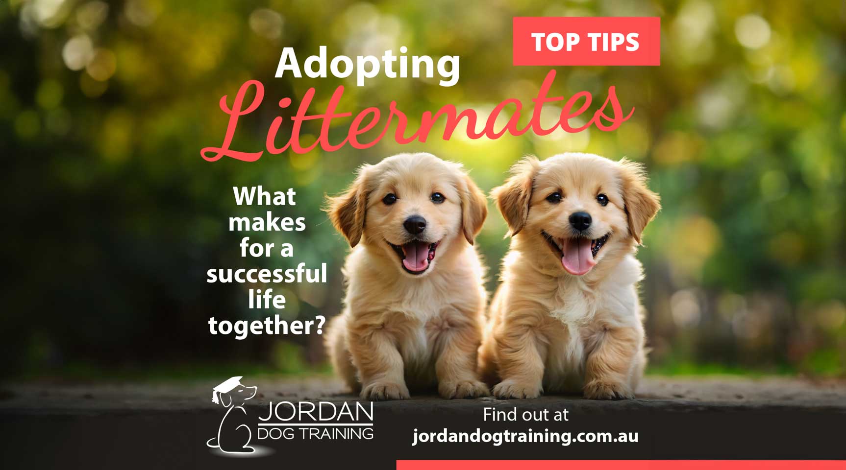 Adopting Littermates An InDepth Guide for Australian Families