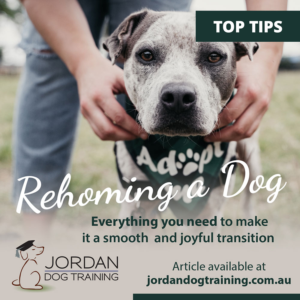 a Rehomed Dog into Your Home Jordan Dog Training