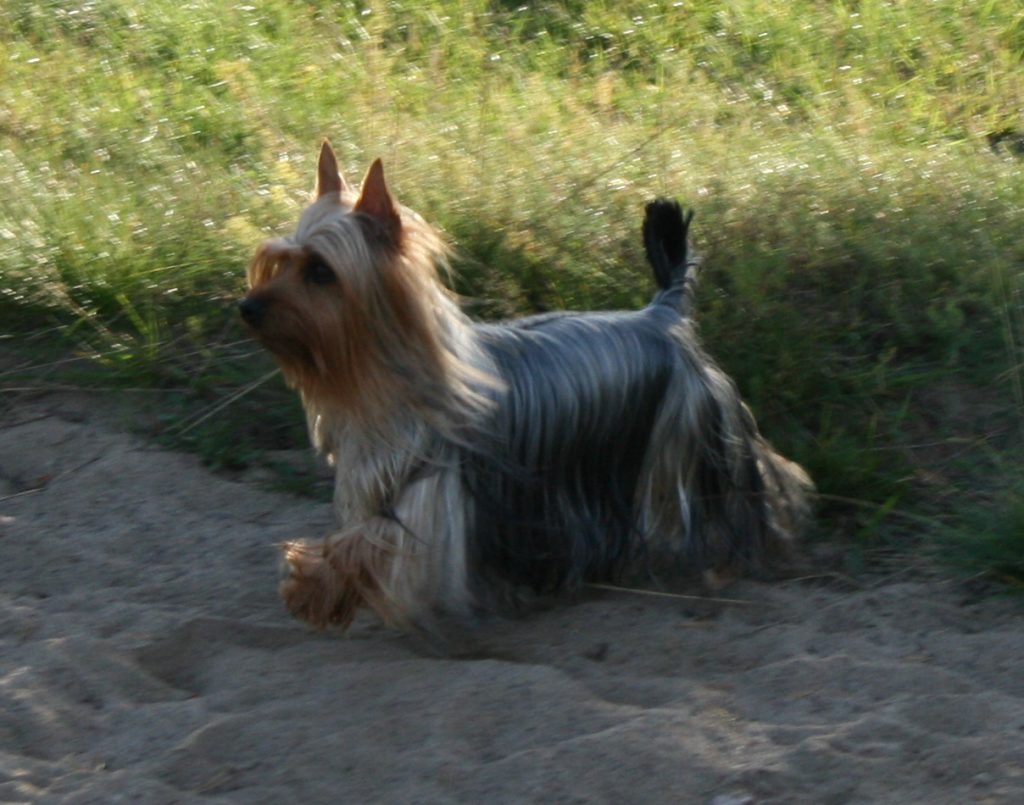 Australian Silky Terrier standing on a path beside grass.