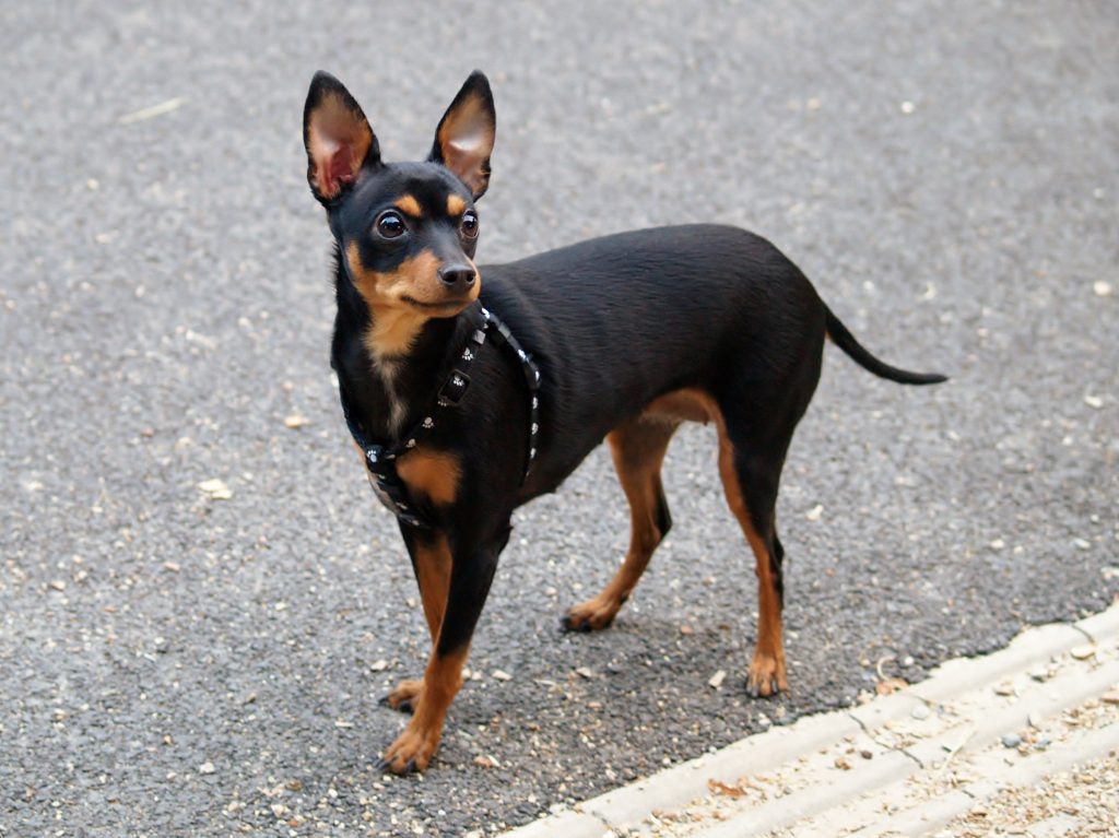 Black and tan Prague Ratter standing beside a kerb.