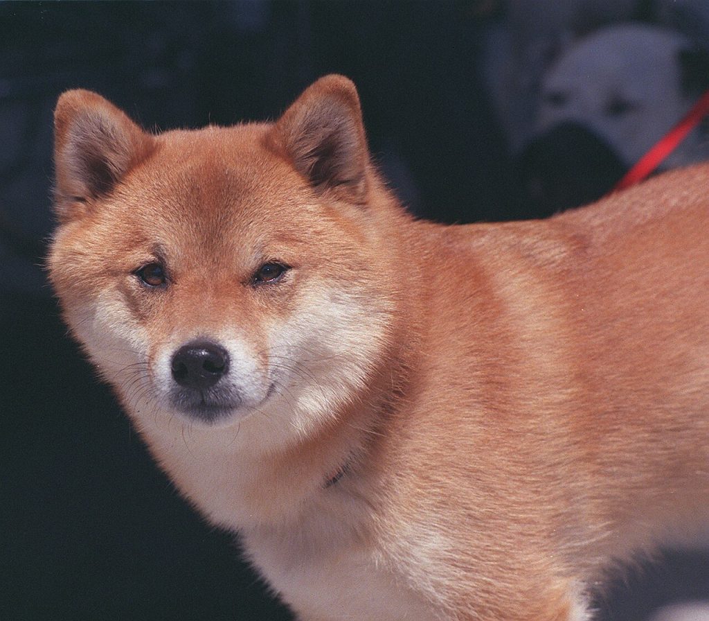 Red Shiba Inu looking towards the camera, with upright ears and a cream muzzle