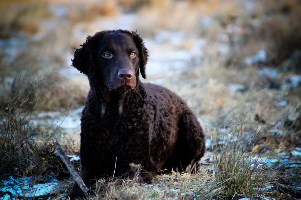 Curly-Coated Retriever resting outdoors in wintry grass.
