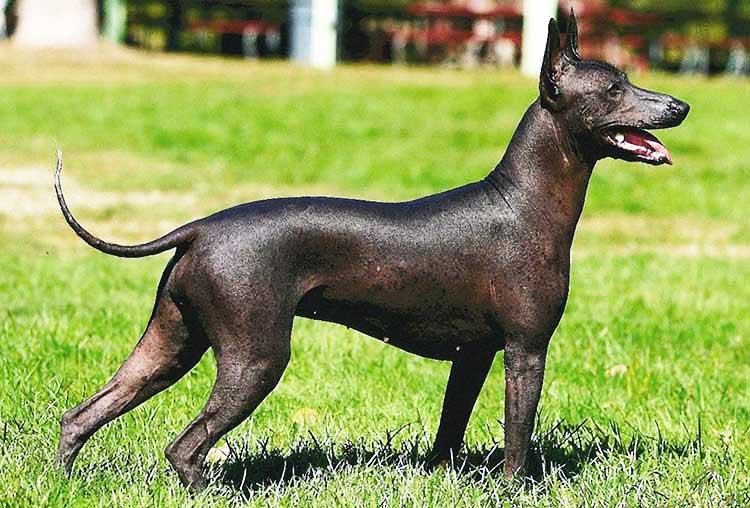 Xoloitzcuintli