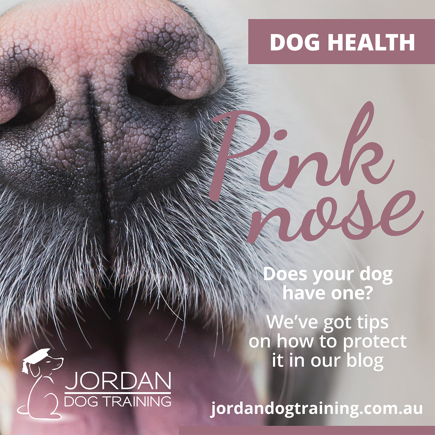 Jordan Dog Training graphic showing a dog’s pink nose