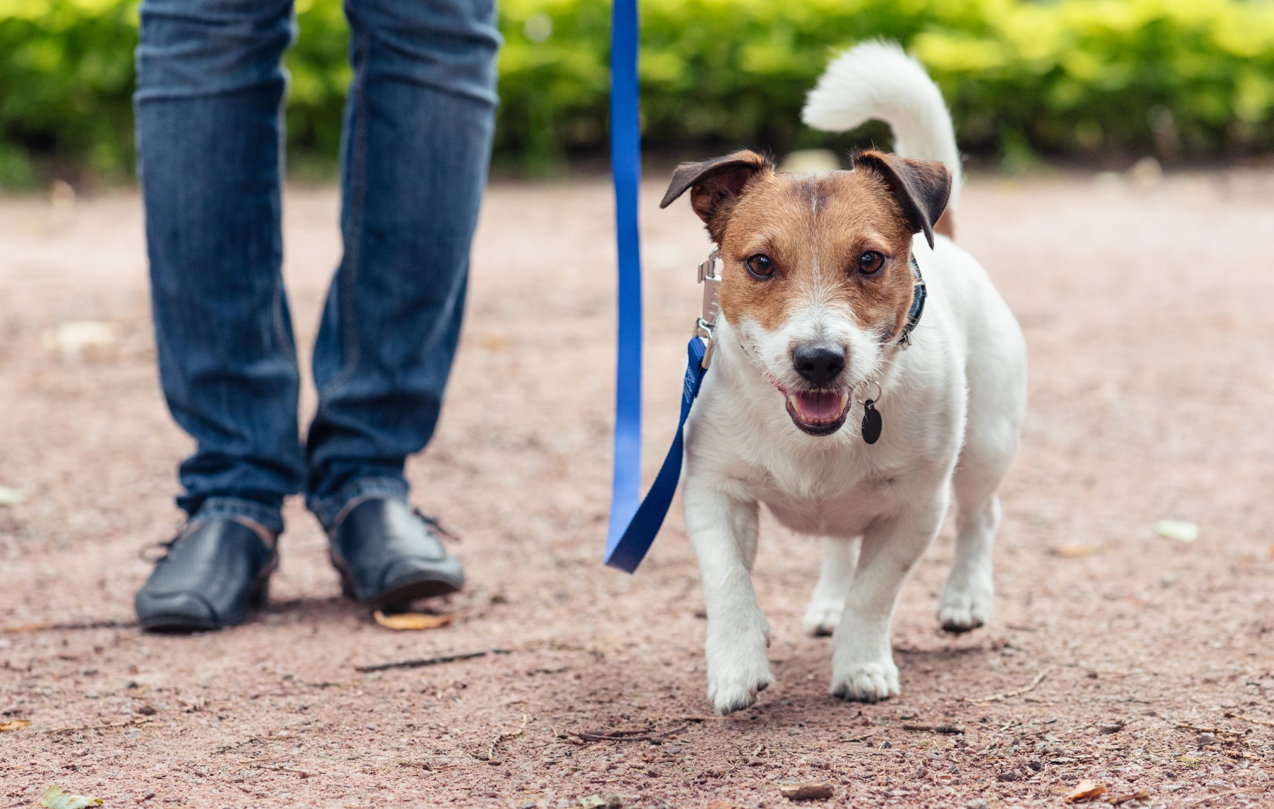 Small terrier walking on a lead beside its owner