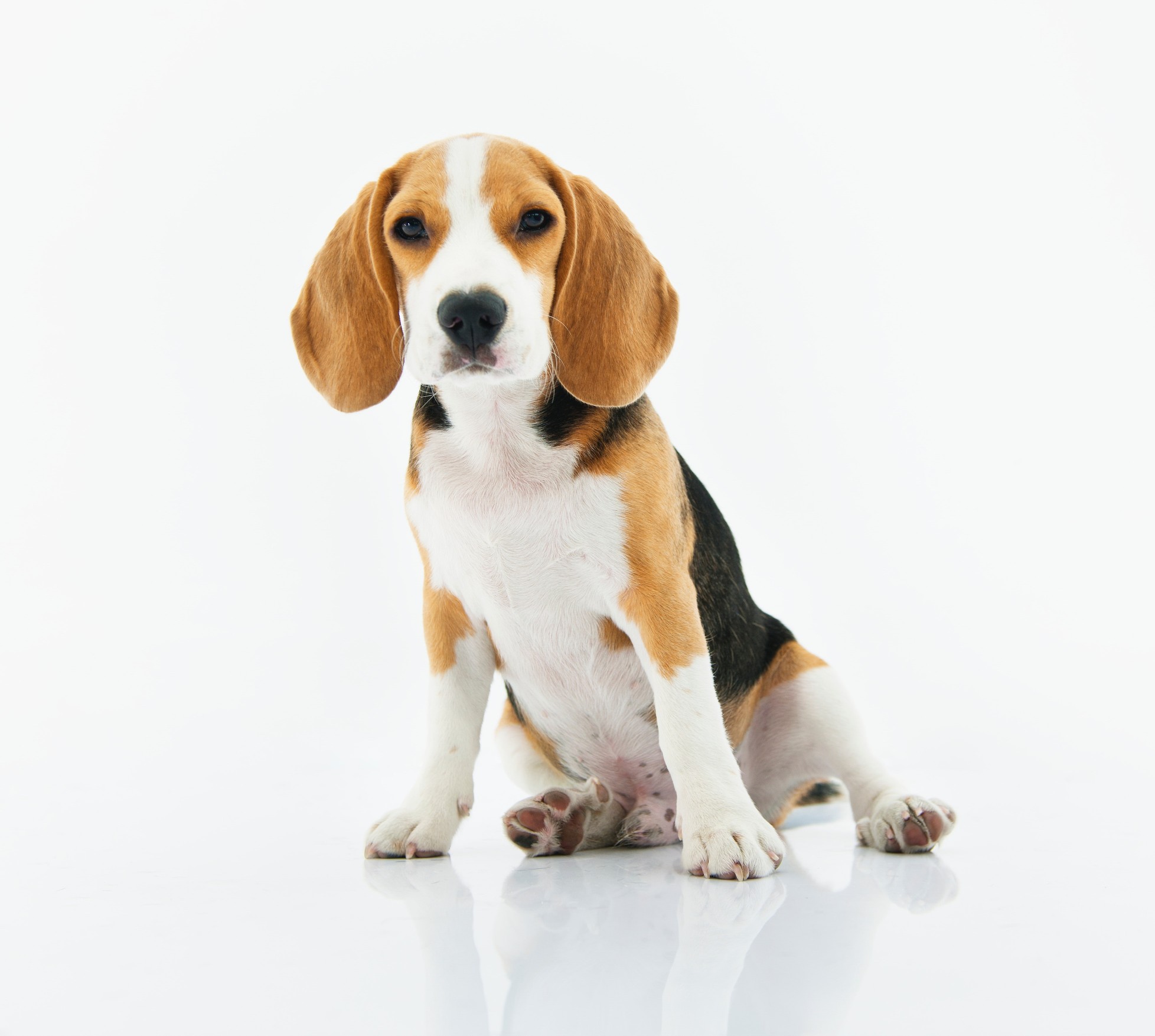 Beagle puppy sitting against a white background