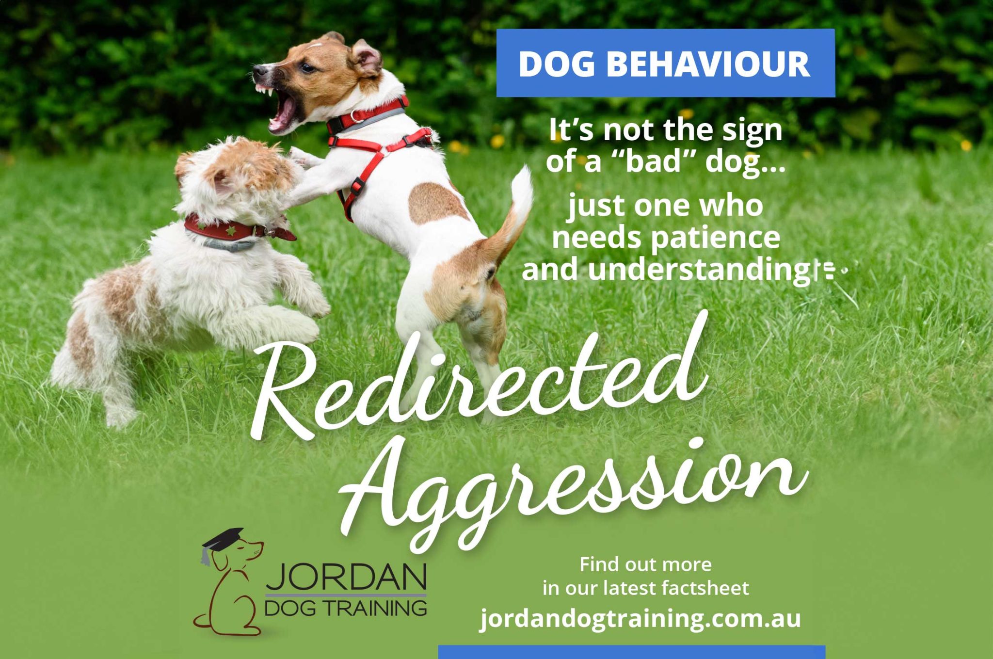 Understanding and Managing Redirected Aggression in Dogs: Transforming ...