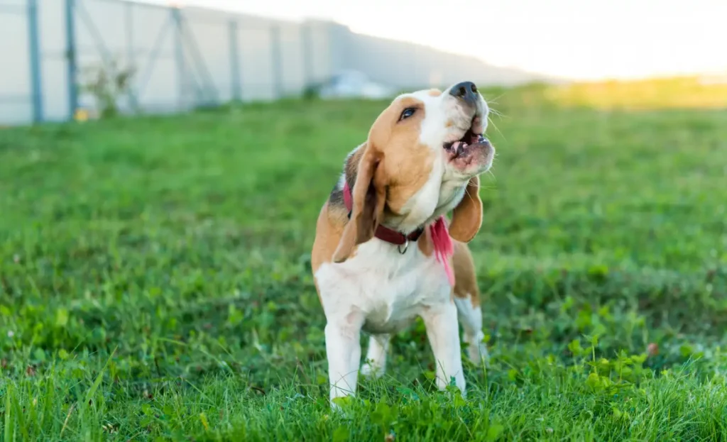 Beagle barking while standing on grass outdoors.