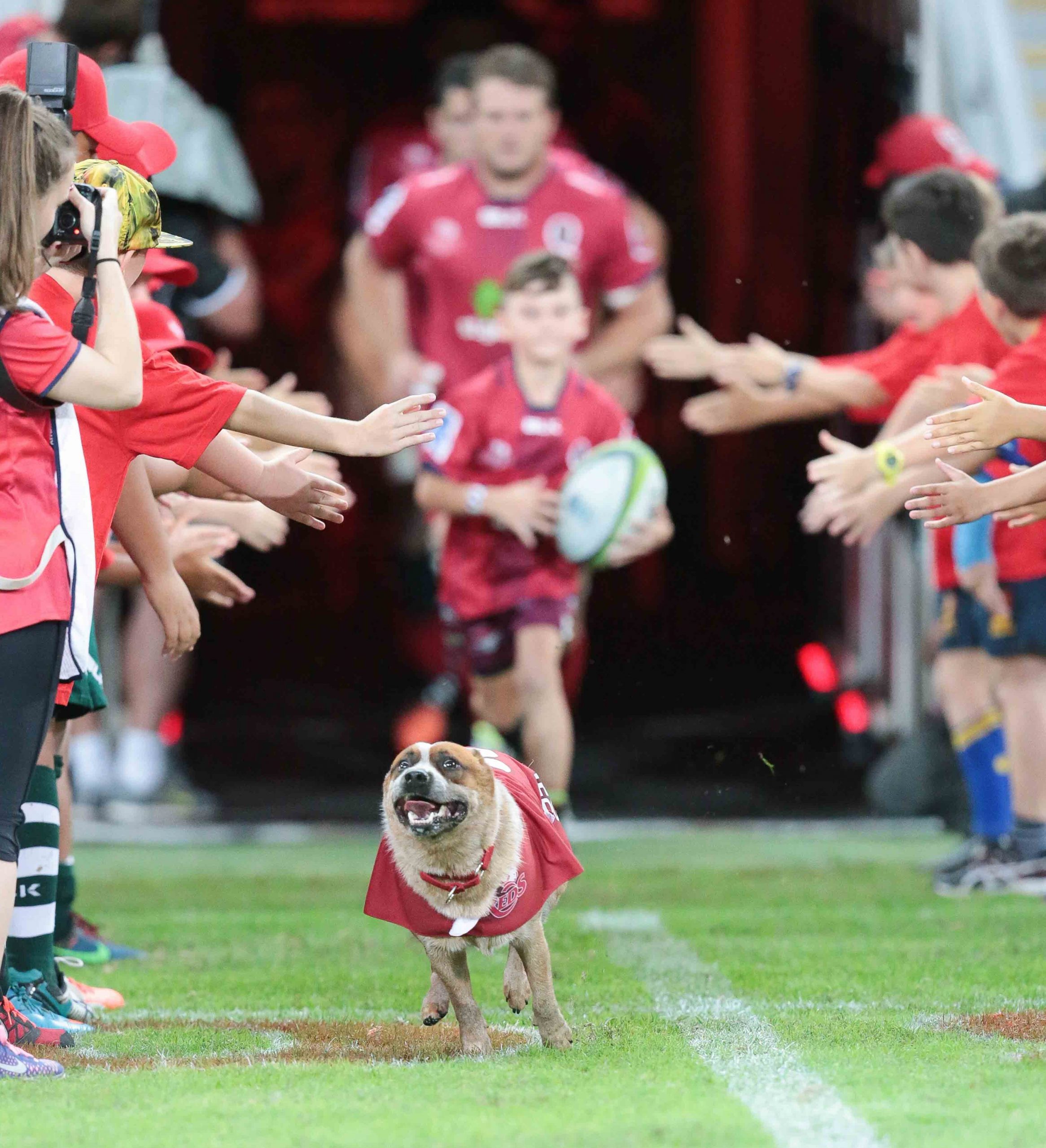 Red Dog entering a rugby field with Queensland Reds players.