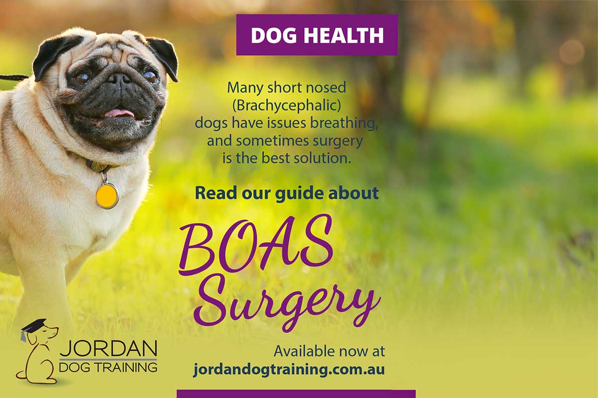 Pug and information about BOAS surgery for short-nosed dogs