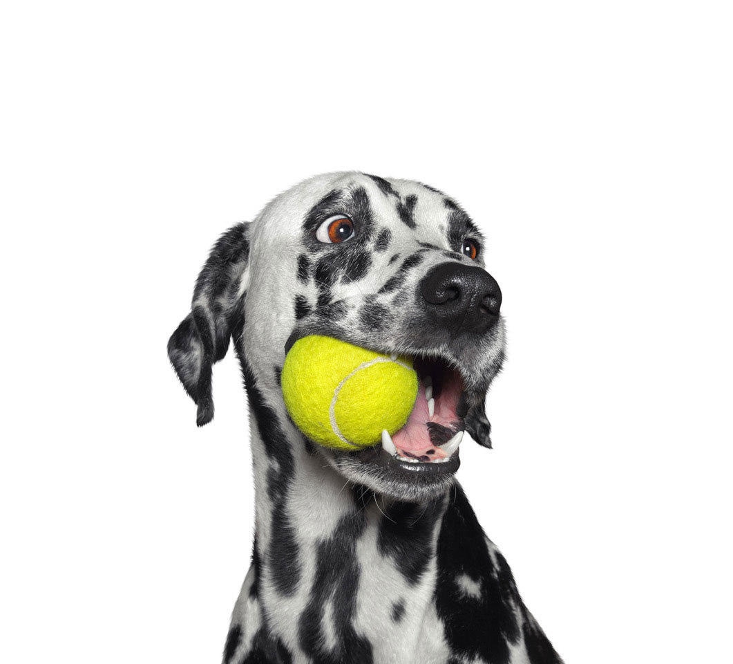 Dalmatian holding a tennis ball in its mouth