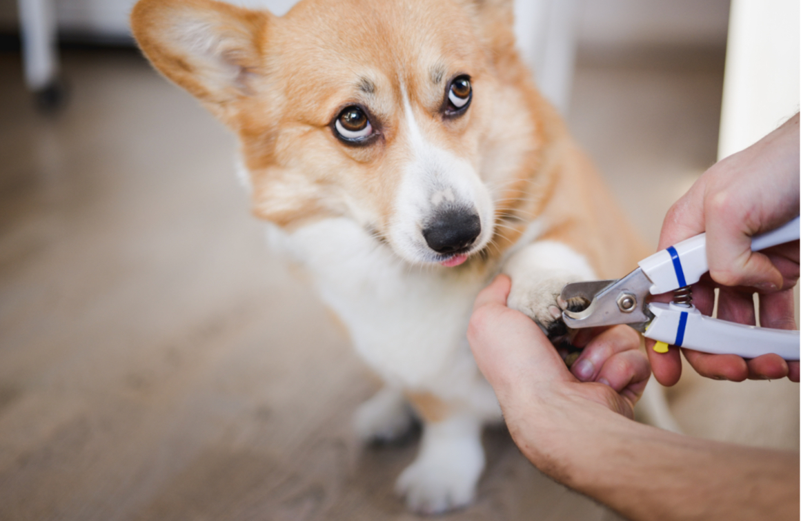 Person clipping a corgi’s nails