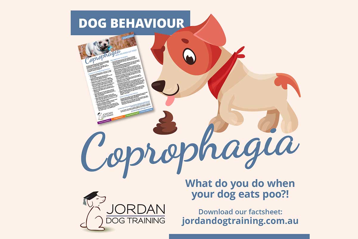 Coprophagia article graphic asking what to do when your dog eats poo