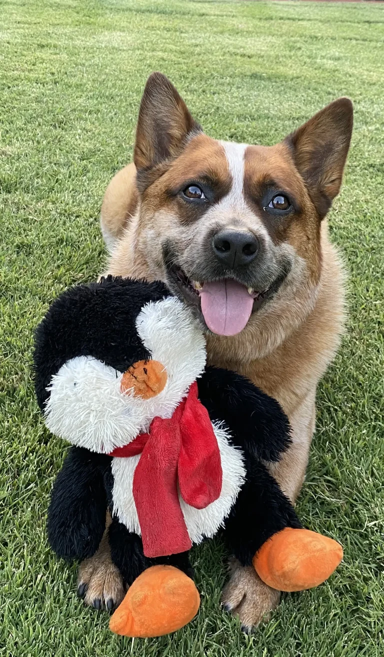Red Dog sitting on grass with a soft toy.