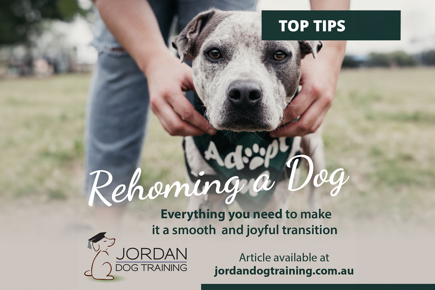 Rehoming a Dog article graphic with a person holding a dog’s collar