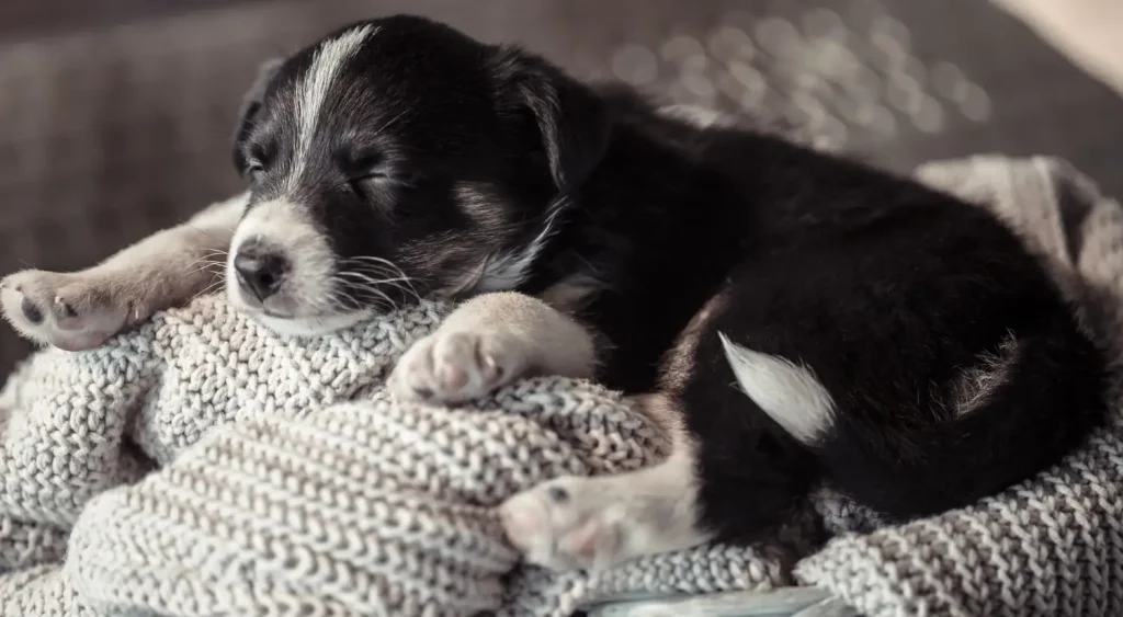 A puppy sleeping on soft bedding