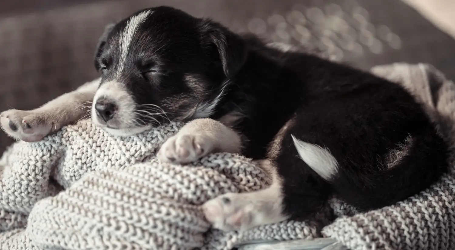 Black and white puppy sleeping on a knitted blanket