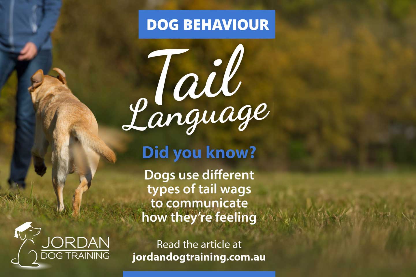 Tail Language article graphic showing a dog walking beside a person