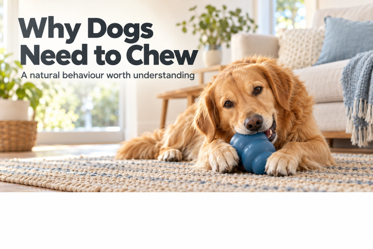 Why Dogs Need to Chew graphic with a golden retriever holding a blue toy