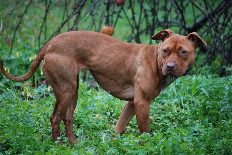 Brown American Pit Bull Terrier standing on grass and looking towards the camera