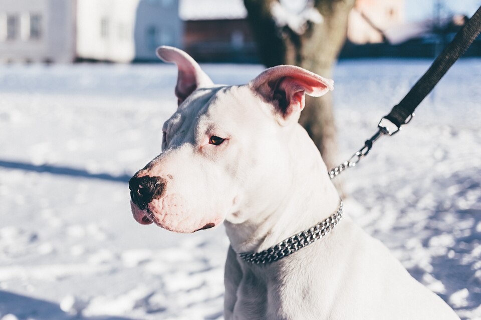 White American Staffordshire Terrier on a lead outdoors in snow
