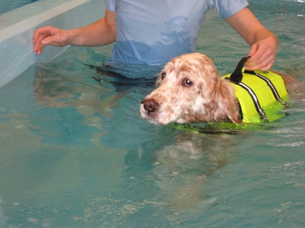 Dog wearing a buoyancy vest in a hydrotherapy pool beside a handler