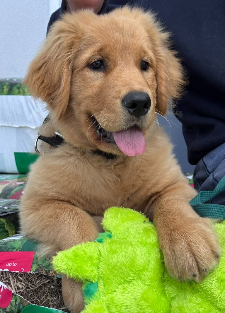 Juno, a Golden Retriever puppy, sitting beside a person with a bright green plush toy.