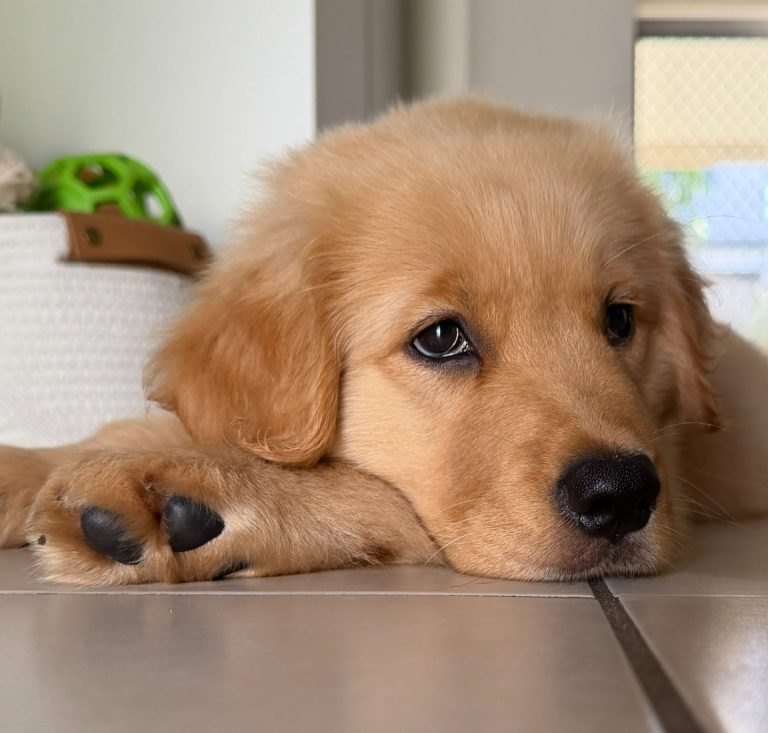Juno, a Golden Retriever puppy, resting her head on her paws on a tiled floor indoors.