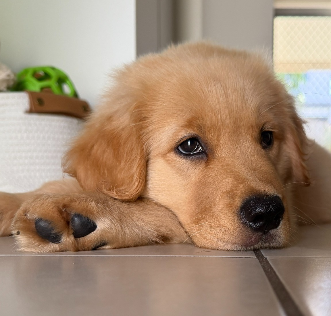 Juno, a Golden Retriever puppy, resting her head on her paws on a tiled floor indoors.