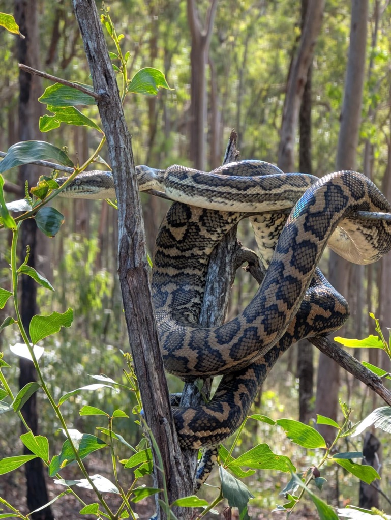 Snake photographed in Australian habitat