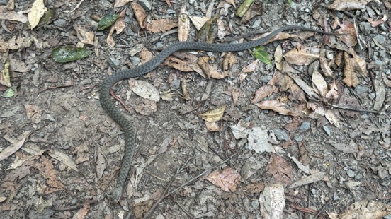 Snake photographed outdoors in Australia