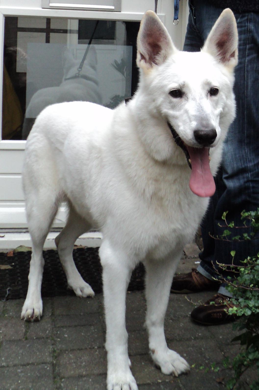White coated shepherd with upright ears and dark eyes resting indoors