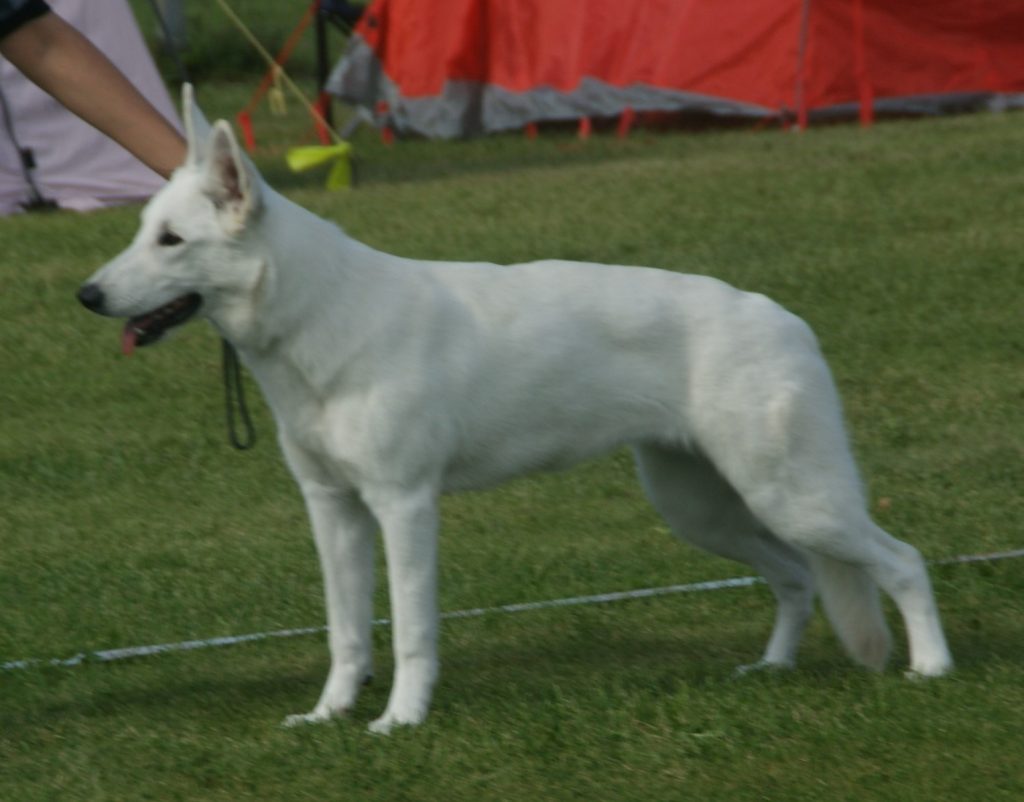 White Swiss Shepherd Dog standing outdoors with an upright alert expression